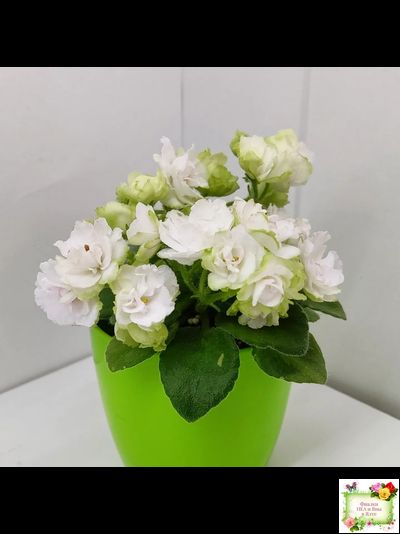 Irish Flirt mini (S.Sorano)