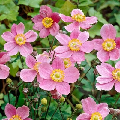 Анемона японская Септембер Шарм (Anemone hupehensis September Charm )