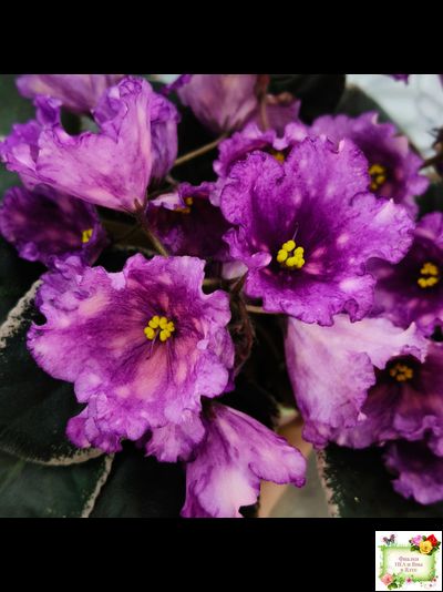 Nik-Кони в Яблоко  (Н. Булко) 2022 г. (пестролистный лонг)