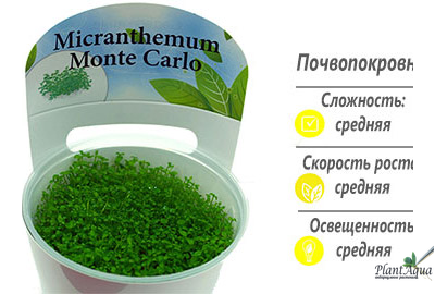 Micranthemum-Monte-Carlo