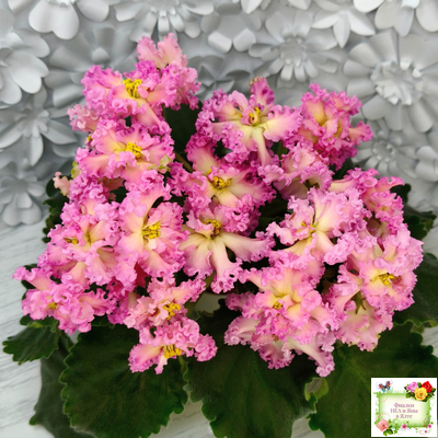 РМ-Богиня Солнца (Н. Скорнякова) 2019 г.