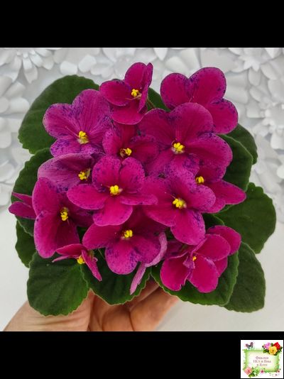 Mac’s Paisley Pattern (G.McDonald)