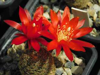 Aylostera heliosa v. cajasensis LH 1229 (H=40, D=20мм)