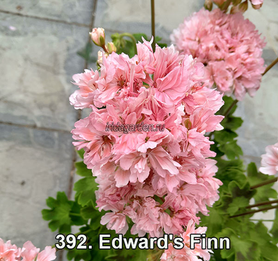 Пеларгония Edwards Finn