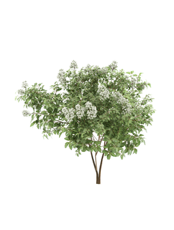 Цветущие деревья