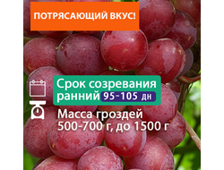 Кремлевские звёзды (однолетний)