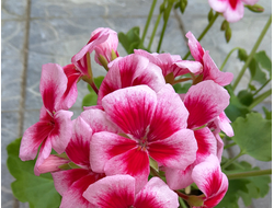 Пеларгонии зональные