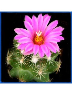 Coryphantha