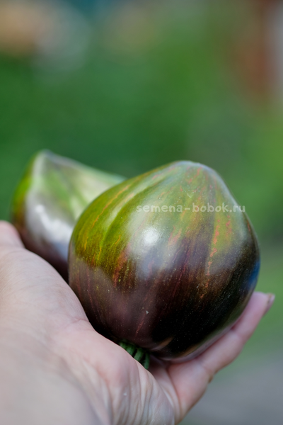 Томат Изумрудная Карамель Елены, 10 шт