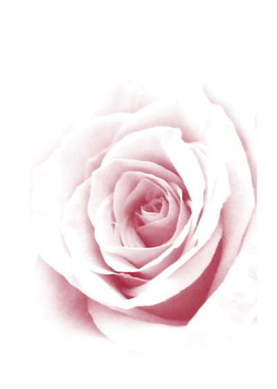 Три постера из коллекции «Цветы»  - «Раскрывающаяся роза», «Бутон розы» и «Две розы».