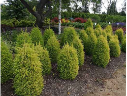 Можжевельник обыкновенный Gold Cone, C2