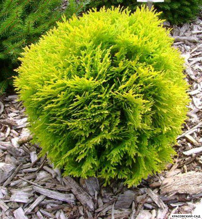 Туя Даника Ауреа - Danica Aurea