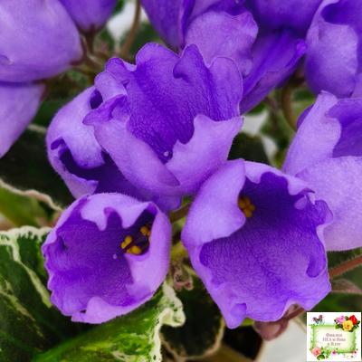 КНН-Крокус (Н. Куриленко) 2022 г. (лист с детками посажен 23.07.25)