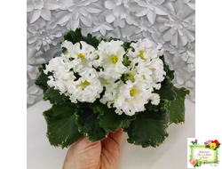 Dn-Macabeo (Д. Денисенко) 2019 г.