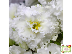 АВ-Легенда о Золотой Луне (Фиалковод) 2023 г.