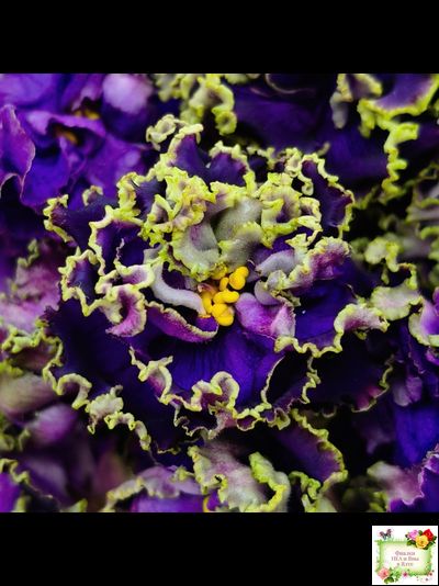 РС-Дремучий Лес (С. Репкина) 2019 г.