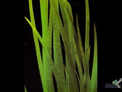 Валлиснерия полосатая