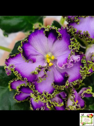 АВ-Пенная Вечеринка (Фиалковод) 2021 г.