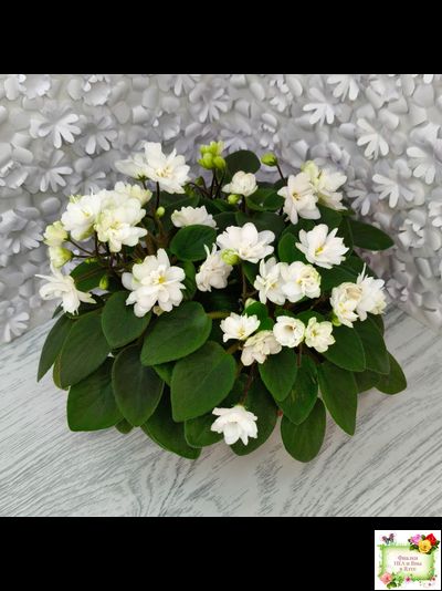 ЛЕ-Жемчужинка (Е. Лебецкая) 2018 г. трейлер