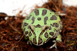 Рогатка Чакская, Ceratophrys cranwelli