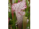 Sarracenia Leucophylla pink and purple pitchers,  vigorous and tall plant