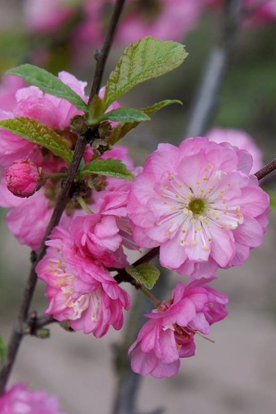 Миндаль трёхлопастный