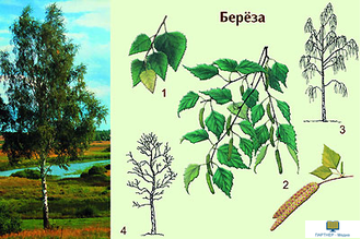 Дерево и его значение, слайд-комплект (20 слайдов), начальная школа