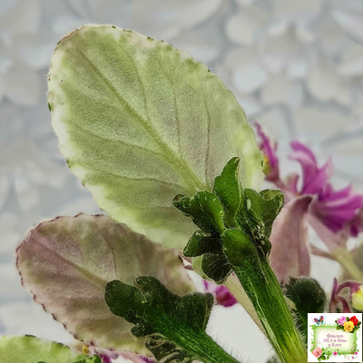 Hodss-Cassandra (Яна Ходченко) 2020 г. (пестролистный лонг с бастл-листвою)