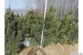 Кедр - фото 2 - питомник Красовский-Сад.рф