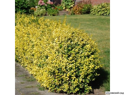 Бересклет Конадейл Голд - Canadale Gold