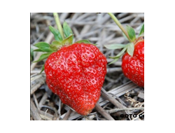 Земклуника Диана