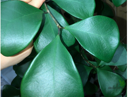 Ficus Triangularis Natali Trinova / фикус треугольный тринова