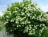 Бульденеж или Poзеум калина/Viburnum Boulle-de-neig/Viburnum opulus Roseum