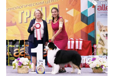 BEST IN GROUP 1 FCI - 1 место АВСТРАЛИЙСКАЯ ОВЧАРКА DREAM MEADOW’S SPELLBOUND