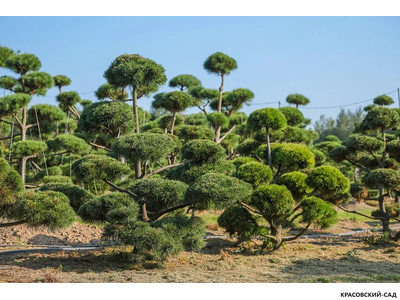 Ниваки - Бонсай садовый Сосна горная