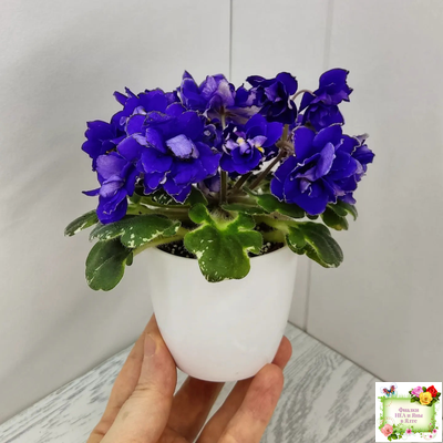 Star Wars (Baker) (пестролистный гёрл)