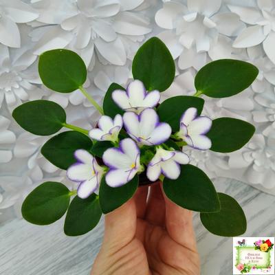 2А-Проба Пера (Е. Кольцова) 2024 г. (детка)