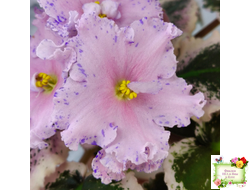 НД-Хоровод  (Н.Данилова-Суворова) 2021 г.