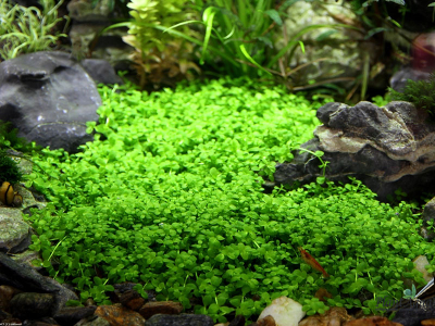 Микрантемум Монте-Карло (меристемный)