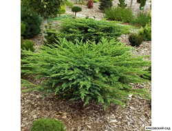 Можжевельник Шлягер - Schlager