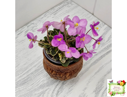 Toronto Belle (A.E.Adams) (детка)