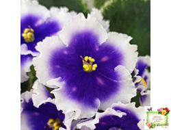 МТ-Магический Фонарик (М. Тотиева) 2023 г.