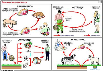 Опасные животные  (15 шт), комплект кодотранспарантов (фолий, прозрачных пленок, начальная школа