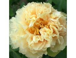 Пион Санни Гёрл  (Sunny Girl )