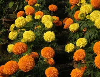 Тагетес TAGETES AFRICAN TAISHAN  микс