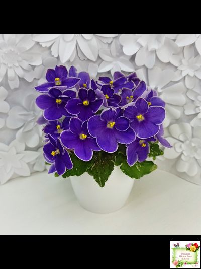 АВ-Контрольный Выстрел (Фиалковод) 2020 г. (пестролистный гёрл)