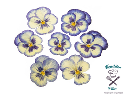 Виола обезвоженная Yellow abyss - Желтая бездна (плоская), 5 шт