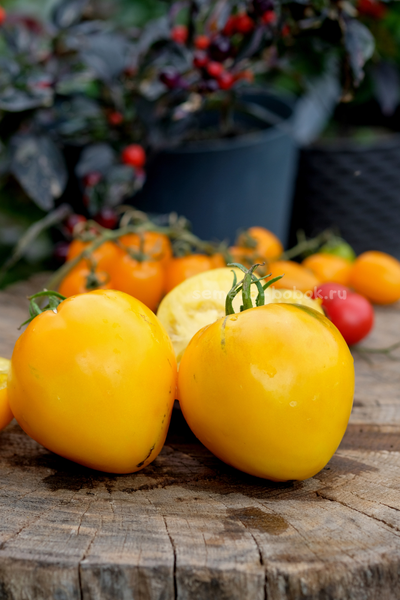 Томат Домашние Сердца Желтые от Гонсиоровских, 10 шт