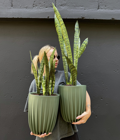 Сансевиерия зейланика в зеленом кашпо