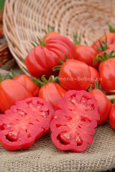 Томат Canestrino di Lucca (Маленькая Корзина из Лукки), 10 шт